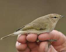 Common Chiffchaff (abietinus)