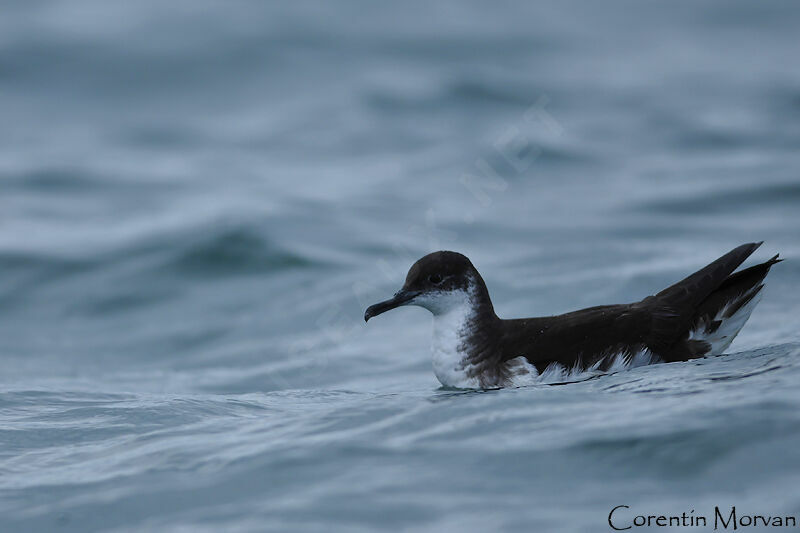 Manx Shearwater