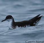 Puffin des Anglais