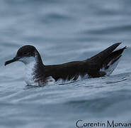 Manx Shearwater