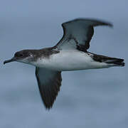 Manx Shearwater