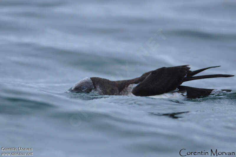 Manx Shearwater, swimming