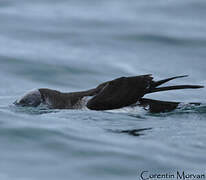 Manx Shearwater