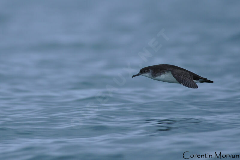 Manx Shearwater