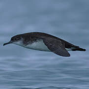 Manx Shearwater