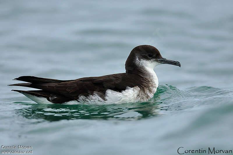 Puffin des Anglaisadulte, identification