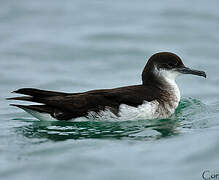 Manx Shearwater