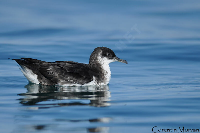 Manx Shearwater