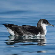 Manx Shearwater