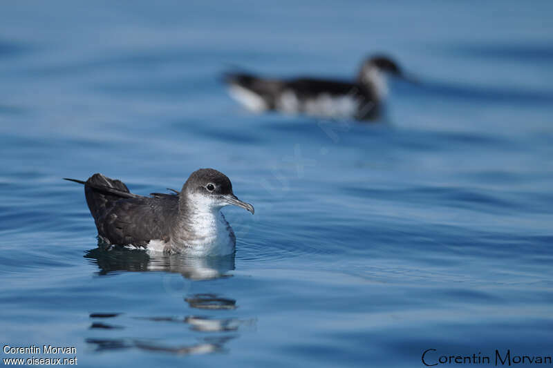 Manx Shearwater, close-up portrait