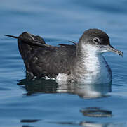 Manx Shearwater