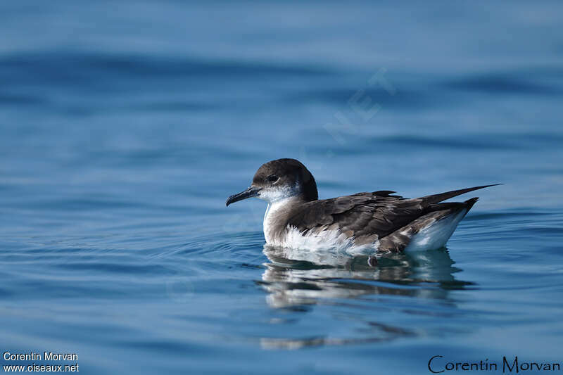 Manx Shearwateradult, identification