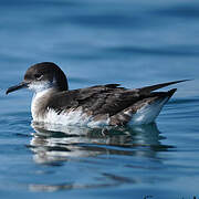 Manx Shearwater