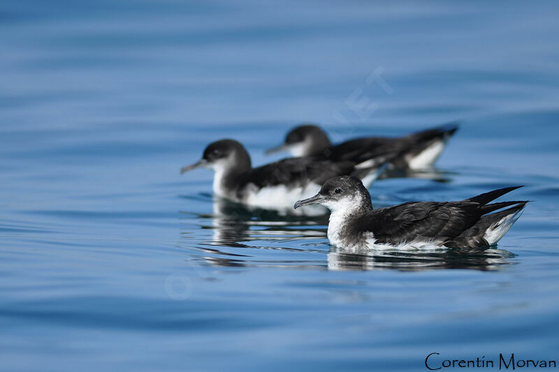 Manx Shearwater