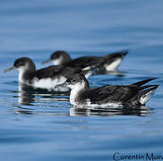 Manx Shearwater