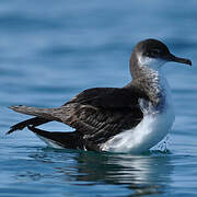 Manx Shearwater