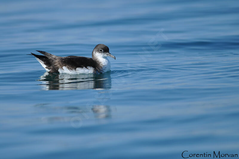 Manx Shearwater