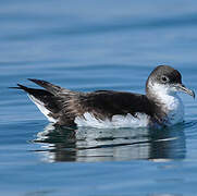 Manx Shearwater