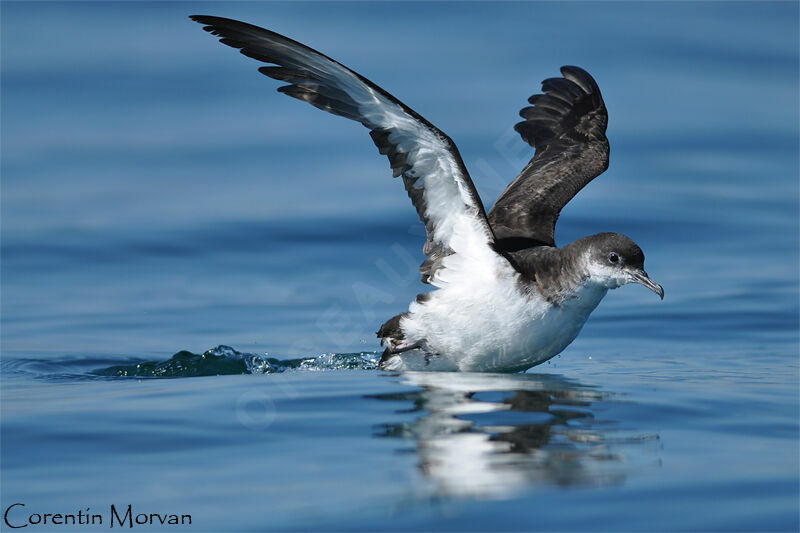 Manx Shearwater