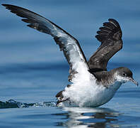 Manx Shearwater