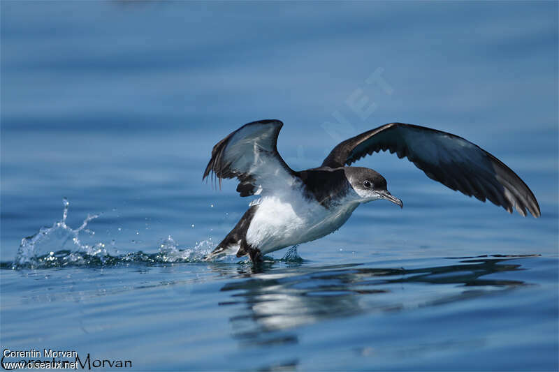 Manx Shearwateradult, pigmentation, Flight