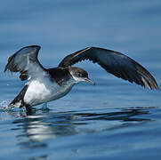 Manx Shearwater