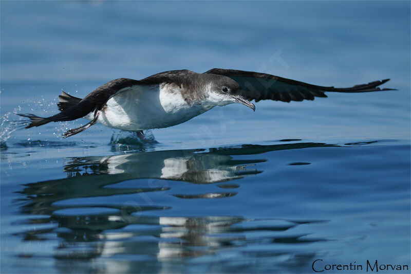 Manx Shearwater