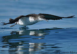 Manx Shearwater