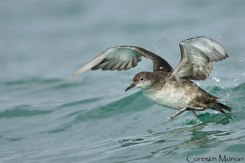 Balearic Shearwater