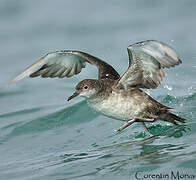 Balearic Shearwater