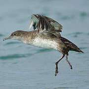 Balearic Shearwater