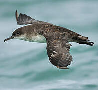 Balearic Shearwater