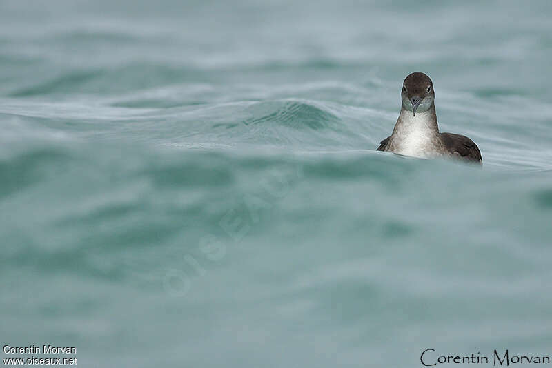 Balearic Shearwater, close-up portrait