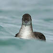 Puffin des Baléares