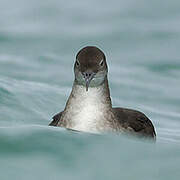 Balearic Shearwater