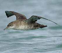 Balearic Shearwater