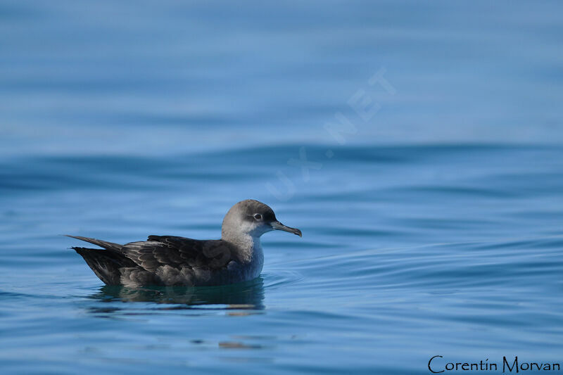 Puffin des Baléares