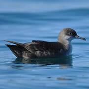 Balearic Shearwater