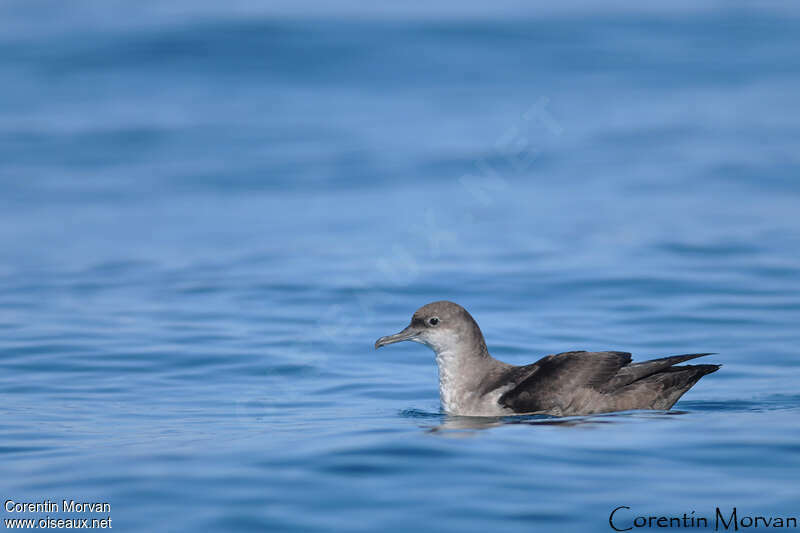 Balearic Shearwater, identification