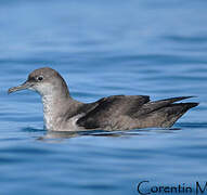 Balearic Shearwater