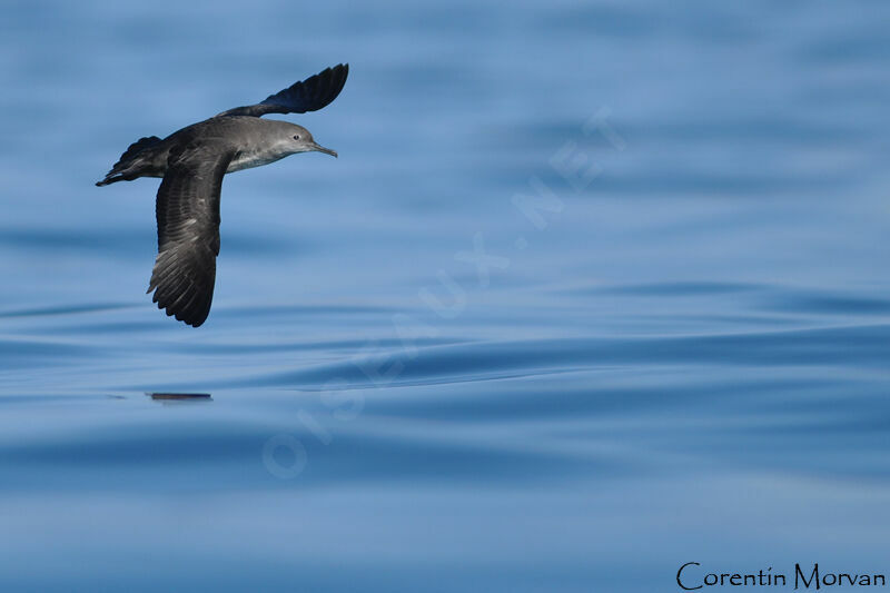 Balearic Shearwater