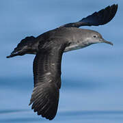 Balearic Shearwater