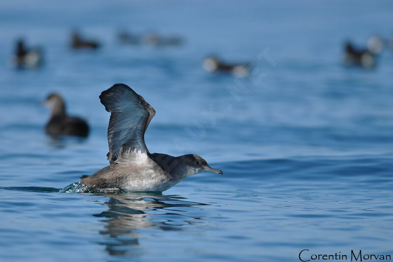 Balearic Shearwater