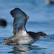 Balearic Shearwater