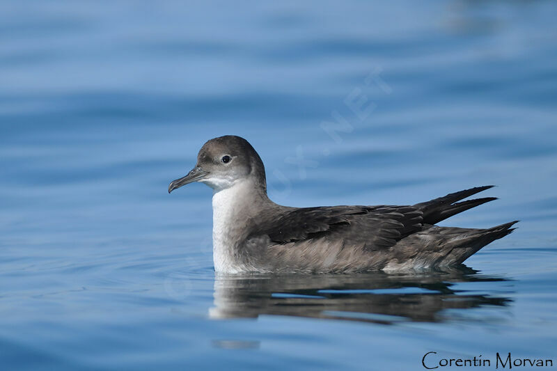 Puffin des Baléares