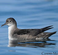 Balearic Shearwater