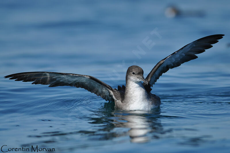 Puffin des Baléares