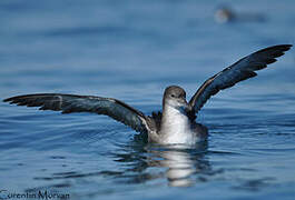 Balearic Shearwater