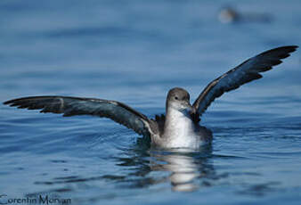 Puffin des Baléares