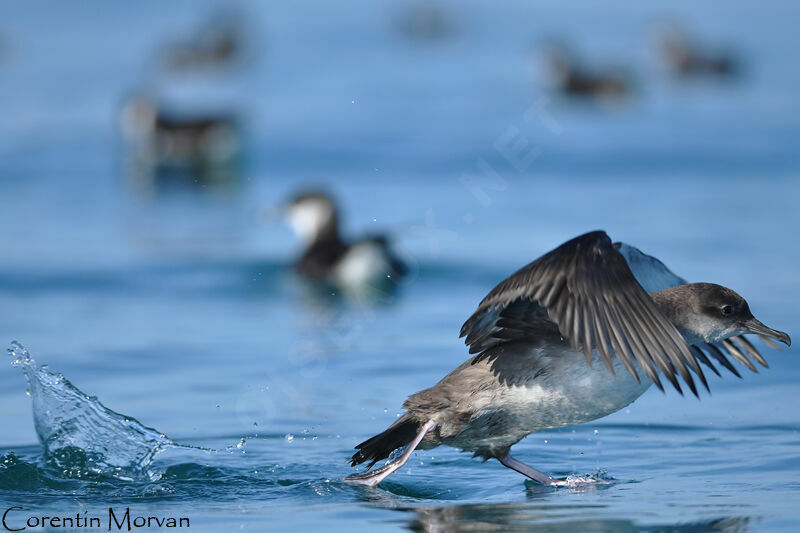 Balearic Shearwater